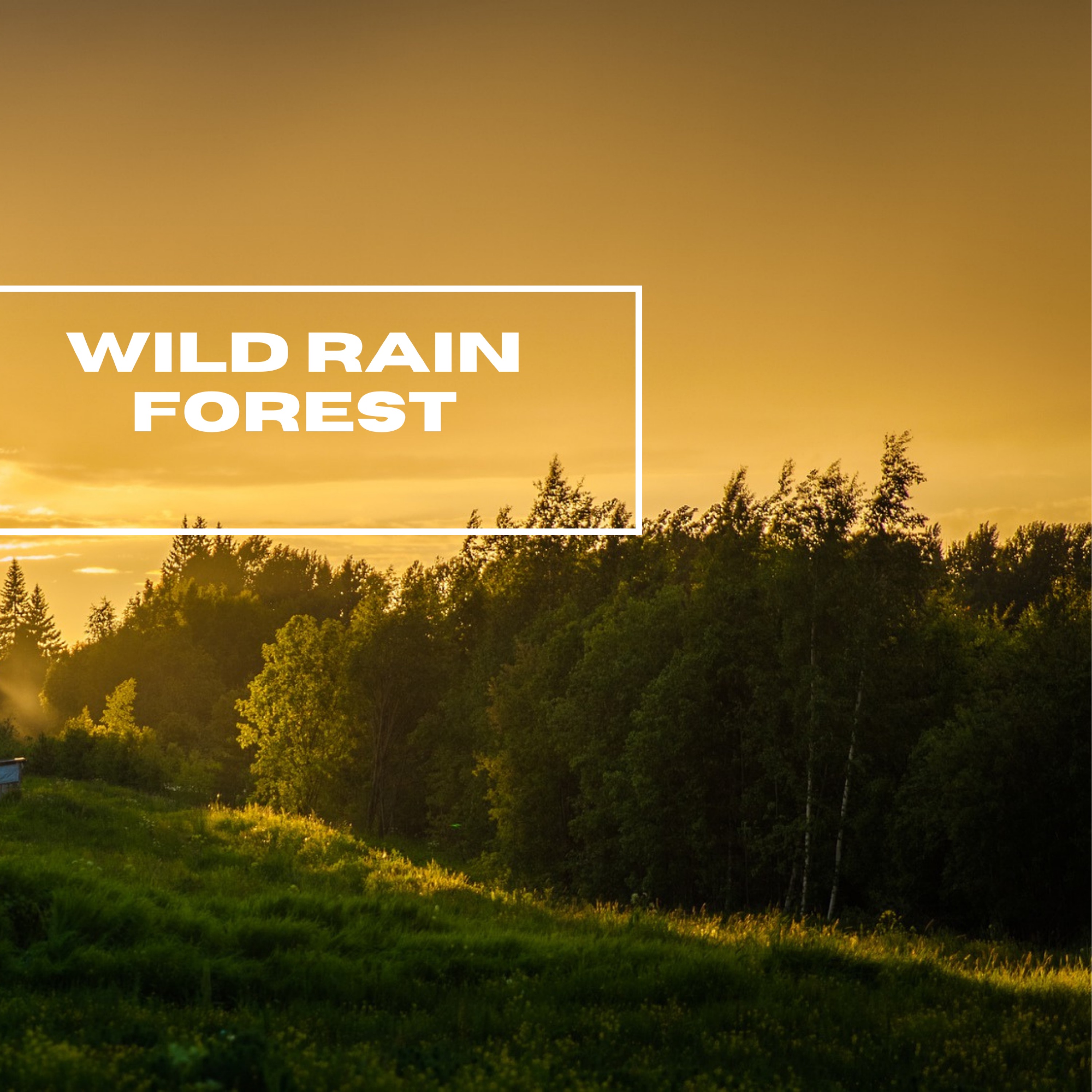 Birds Chirping - Single album cover