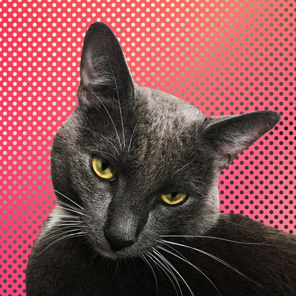 I'm Not in Love - Single album cover