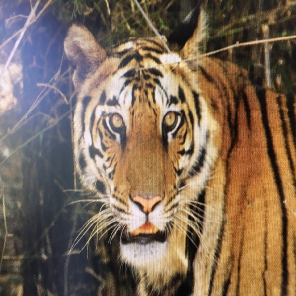 Wildcat - Single album cover