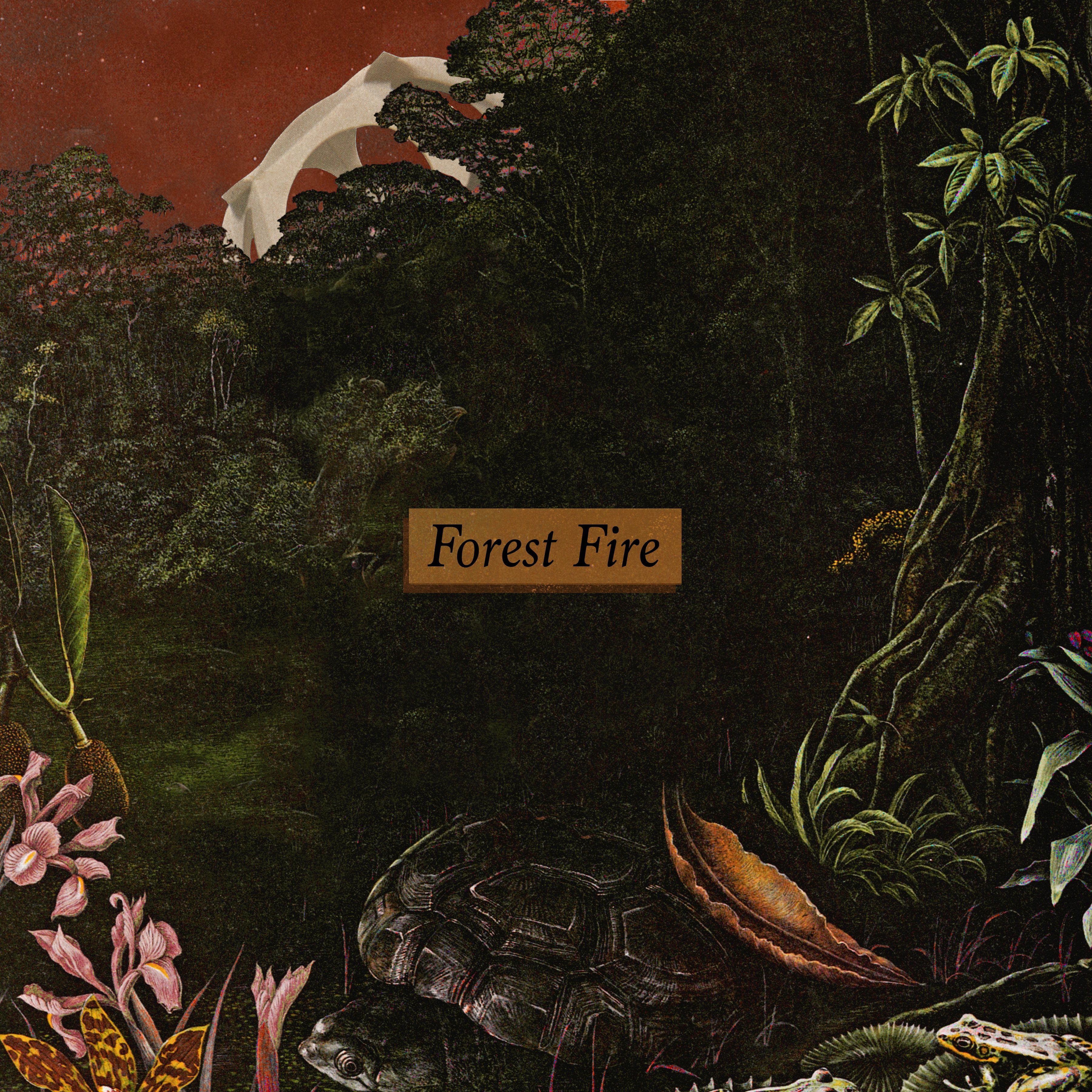 Forest Fire - Single album cover