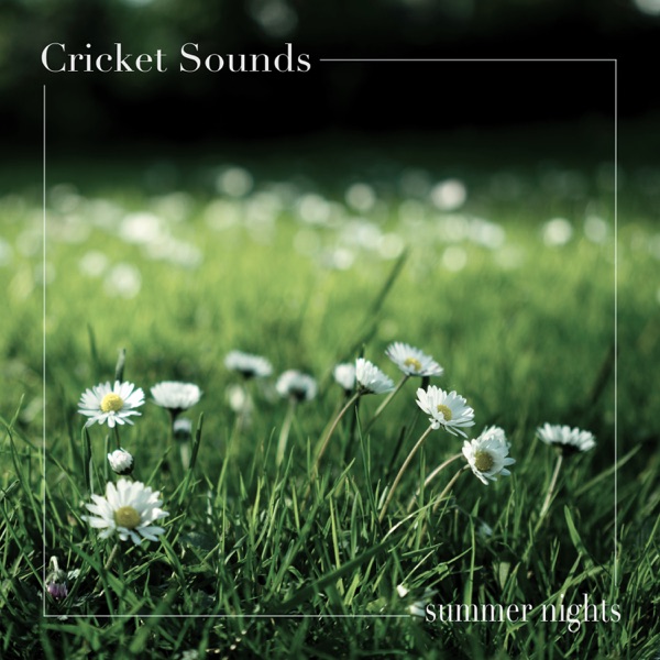 Summer Nights album cover