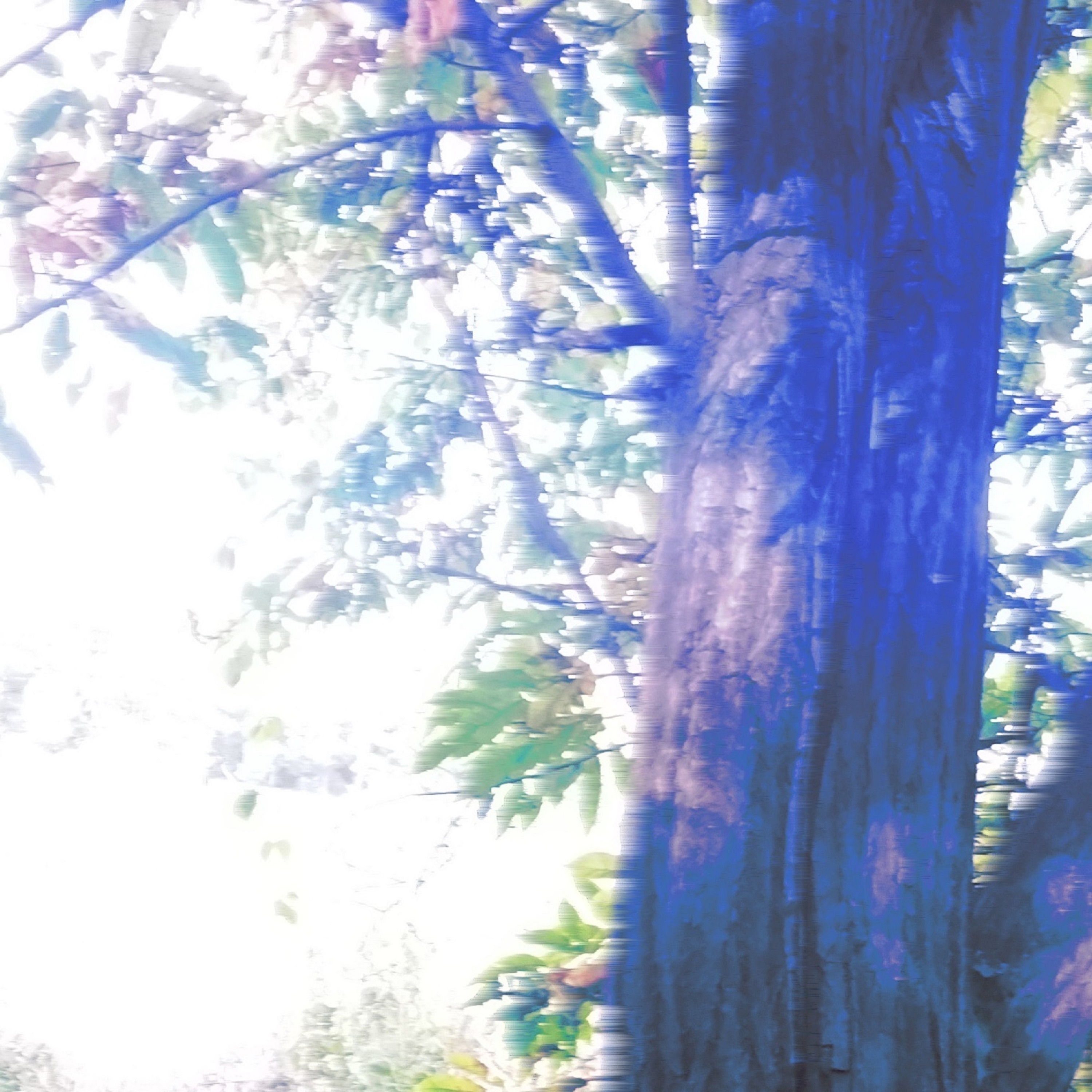 Let's Walk on the Path of a Blue Cat album cover