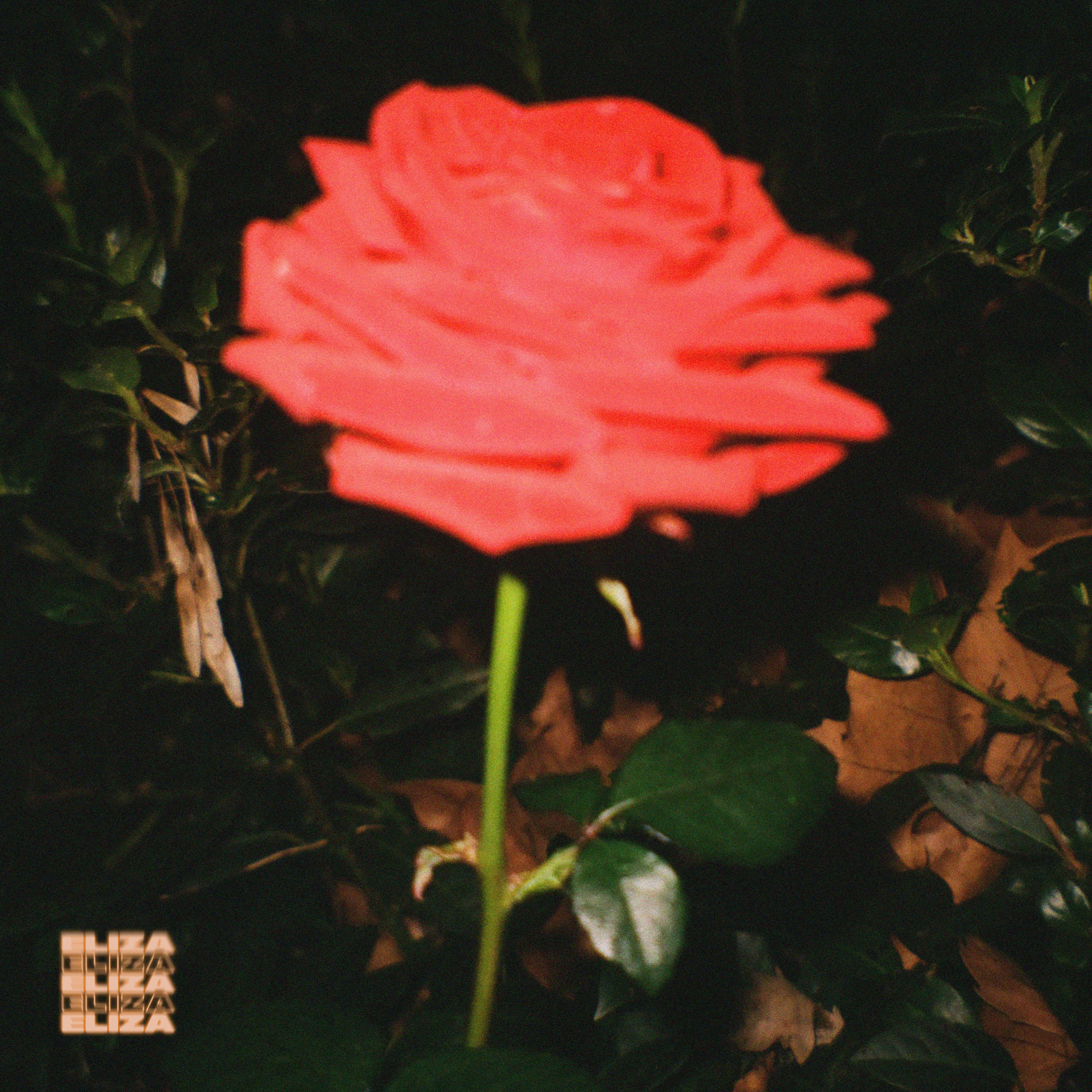 Midnight Rose - Single album cover