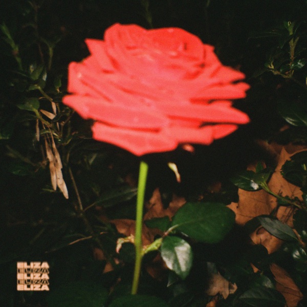 Midnight Rose - Single album cover