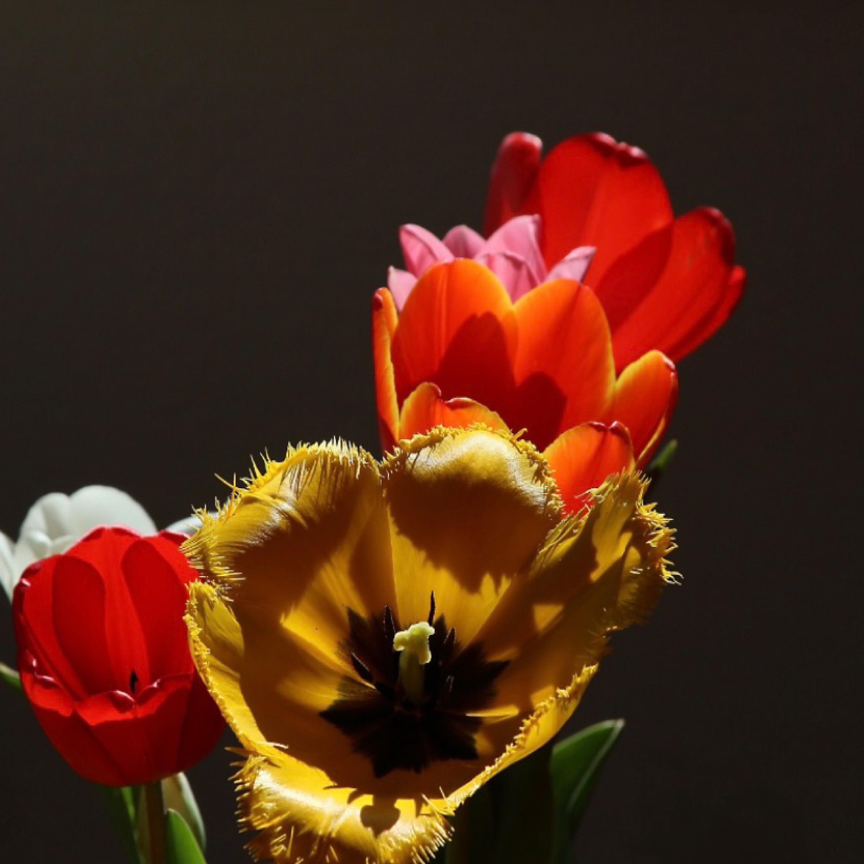 Of Life (feat. Angie Stone) - Single album cover