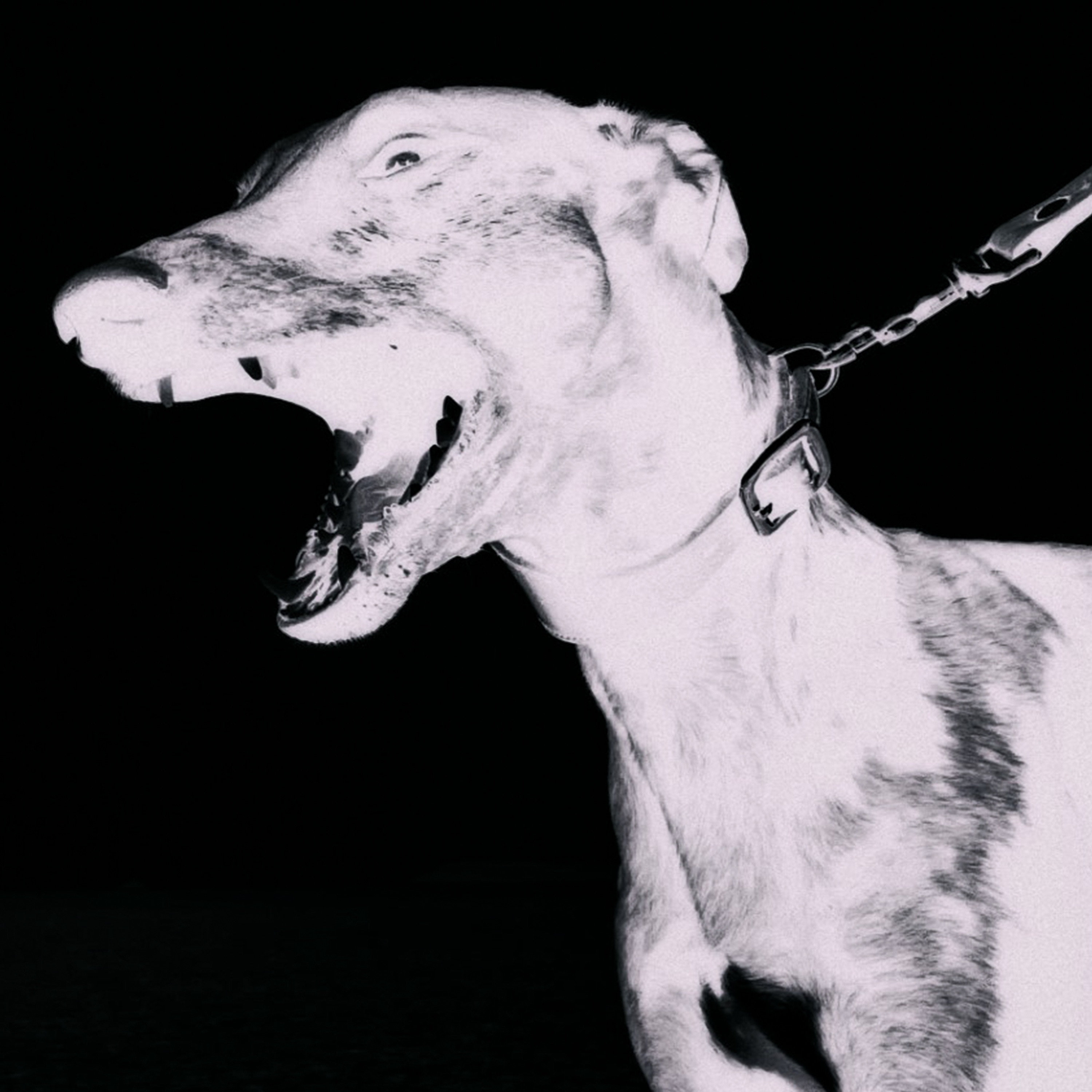 Degenerate Inanimate - Single album cover