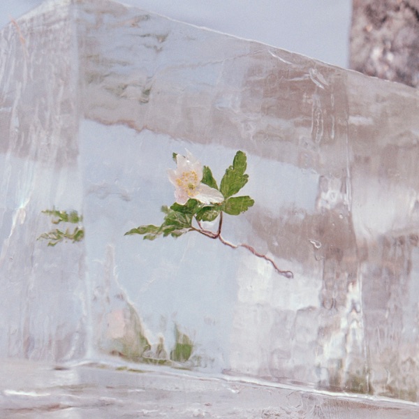 Windflowers album cover