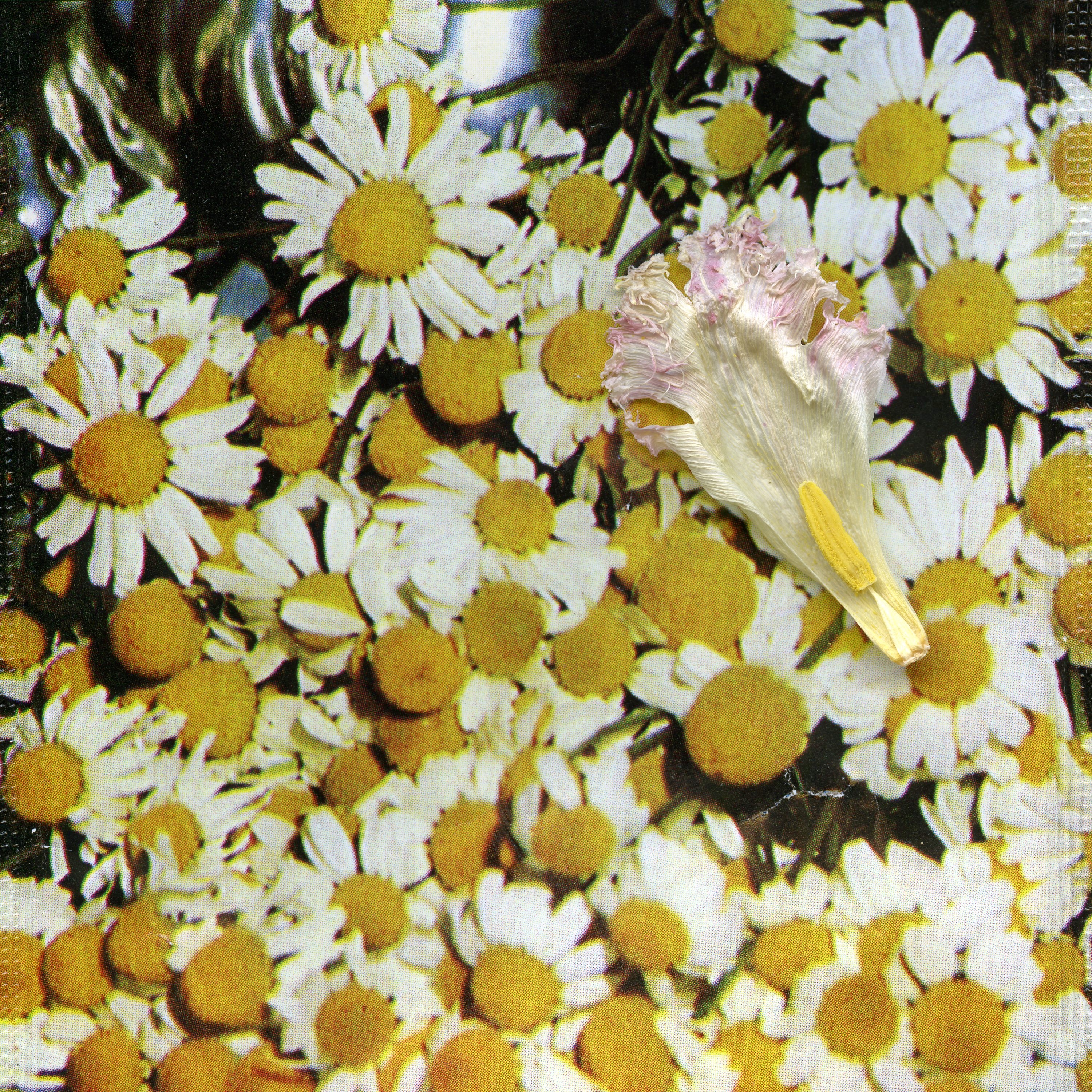 Perfume - Single album cover