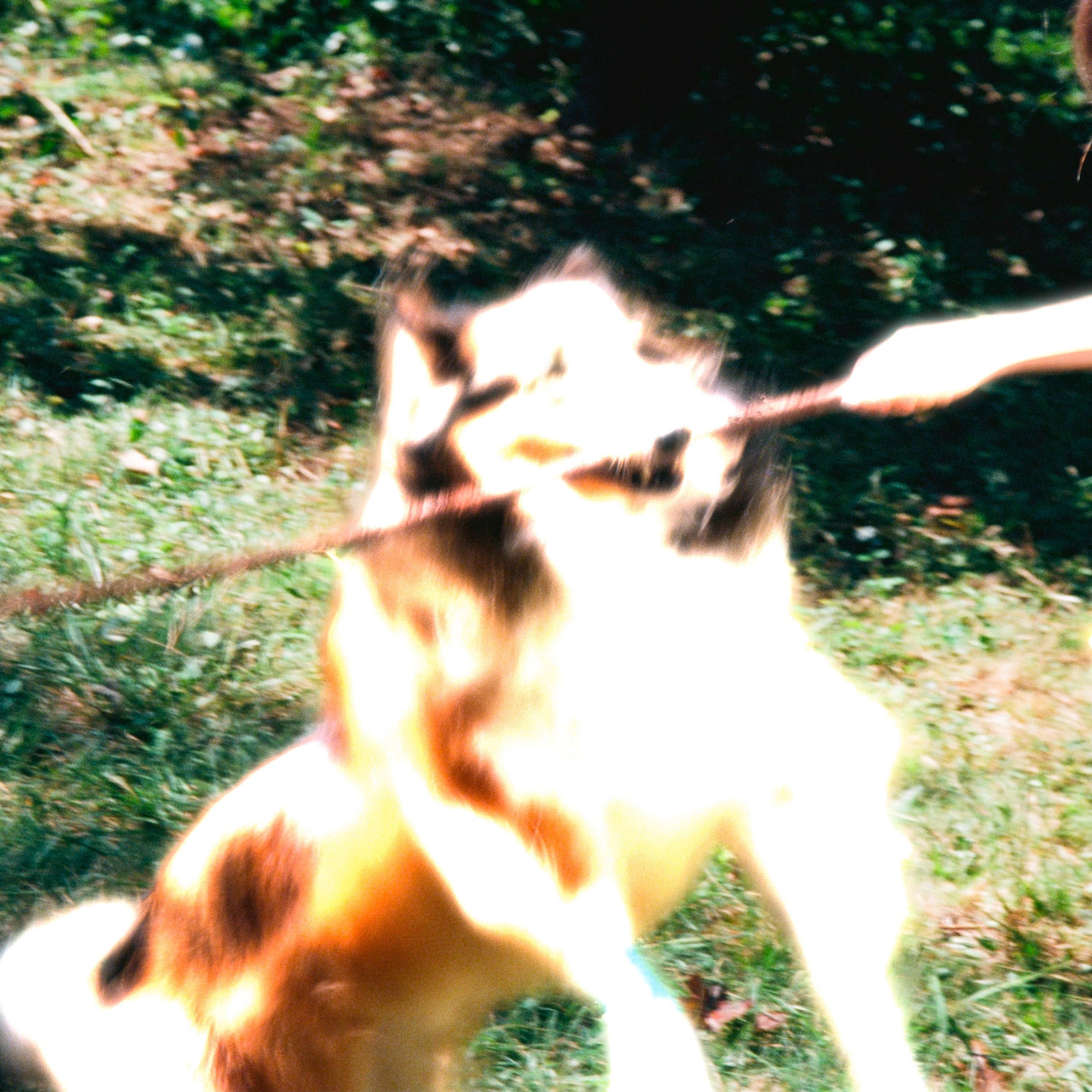 This House Has Legs album cover