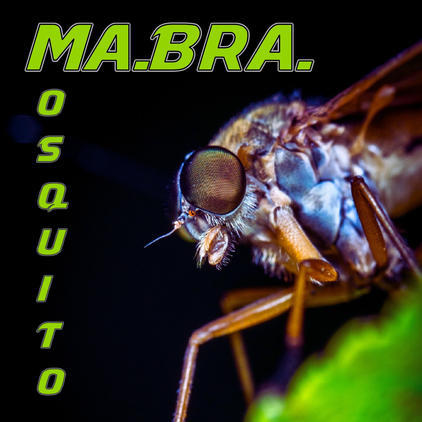 Mosquito - Single album cover