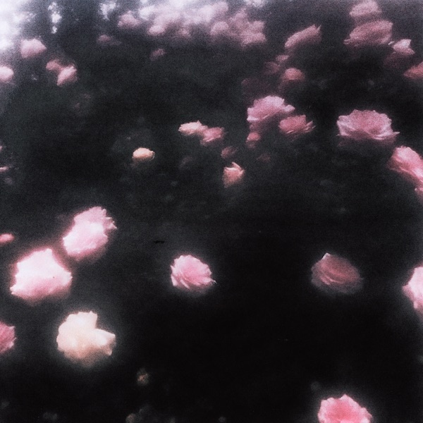 Flowertape - Single album cover