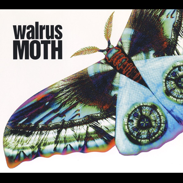 Moth - Single album cover