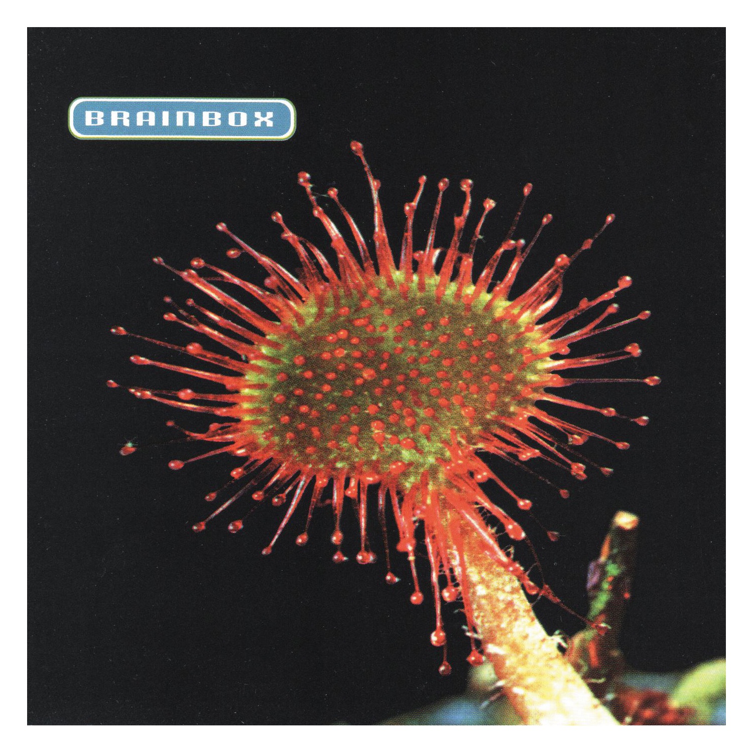 Primordia album cover