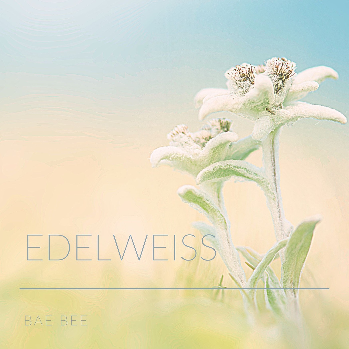 Edelweiss - Single album cover