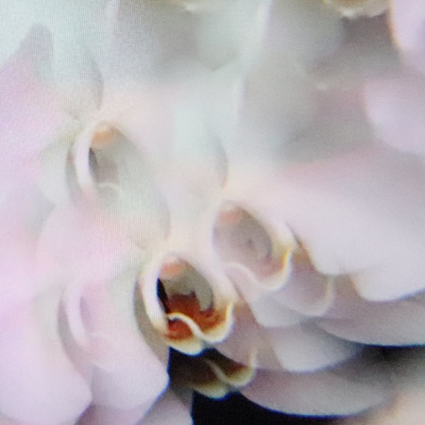 In-Visible-Distance album cover