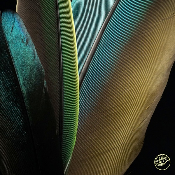 Colors of the Feather - Single album cover
