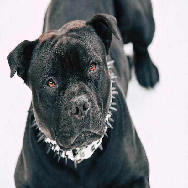 Illest Dog (feat. DMX) - Single album cover