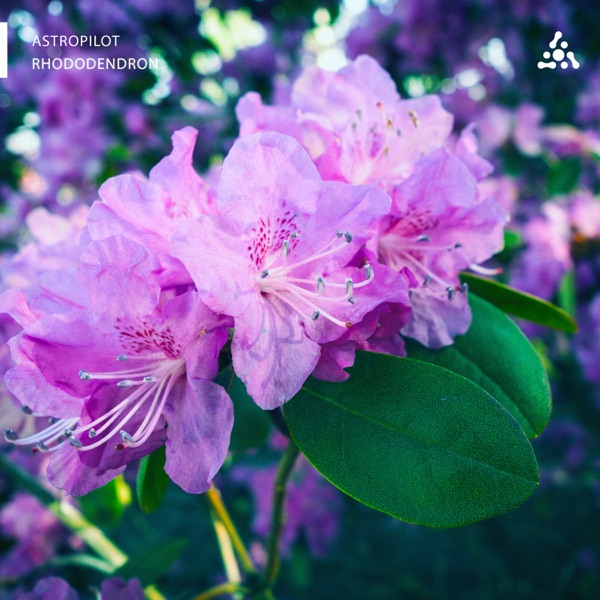 Rhododendron - EP album cover