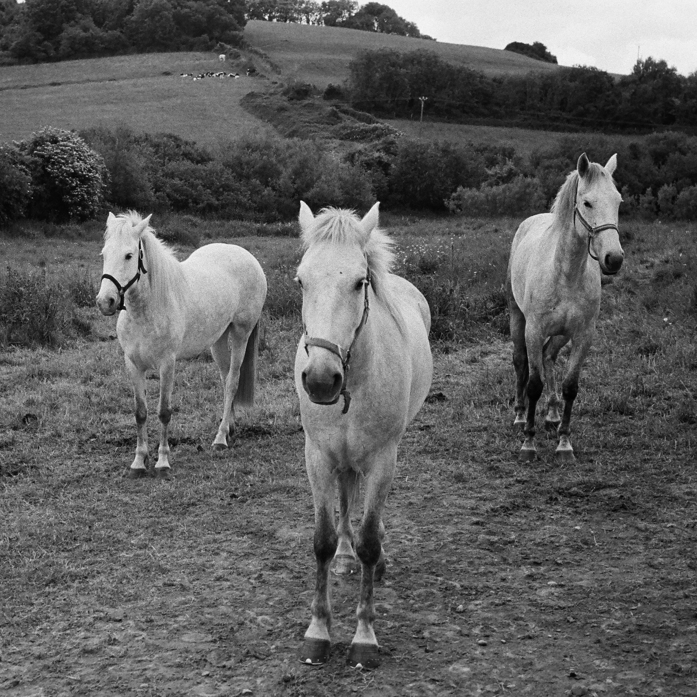 Horses - Single album cover