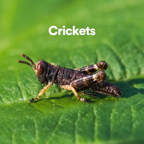Crickets album cover