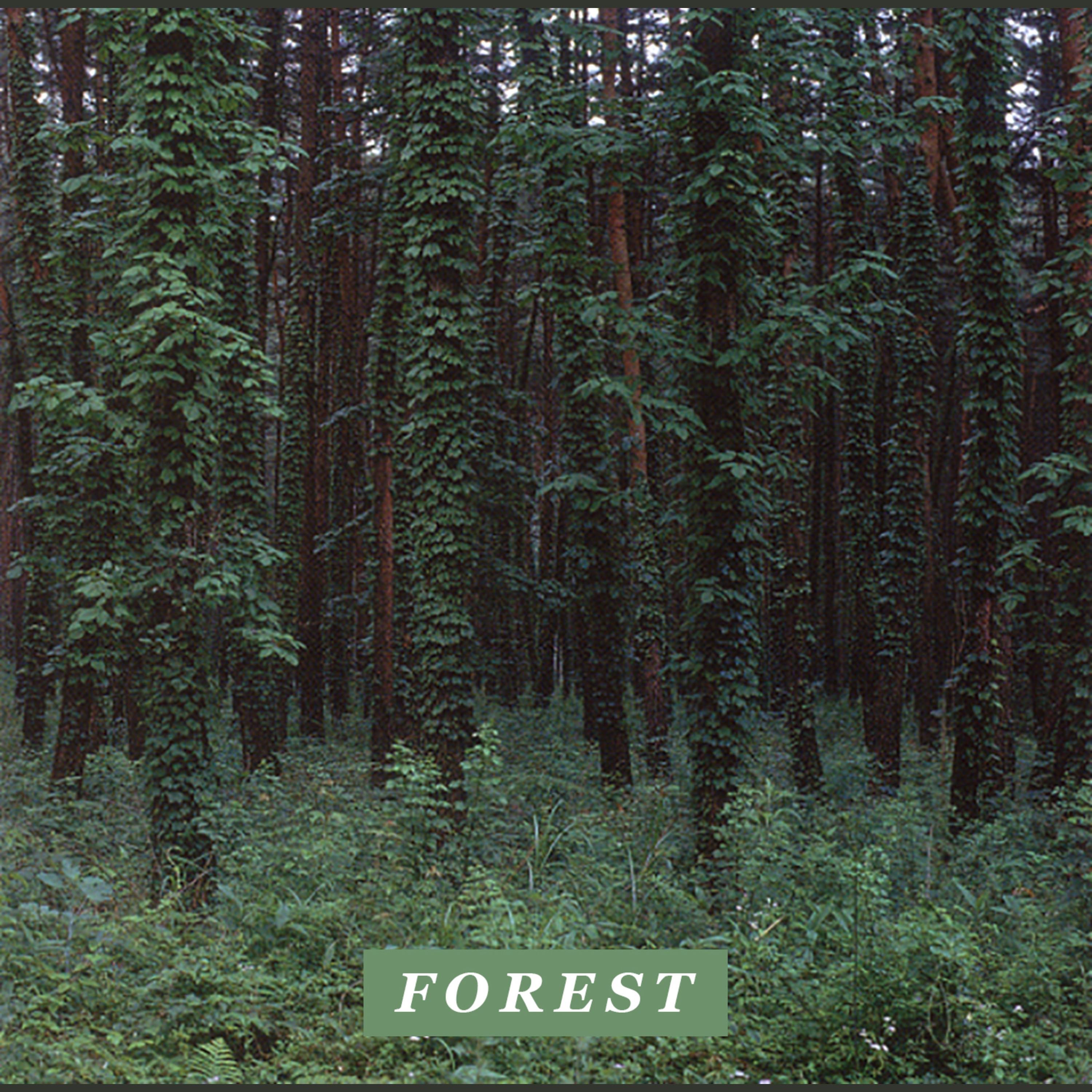 Forest album cover