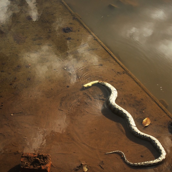 Flowers & B-Side - Single album cover