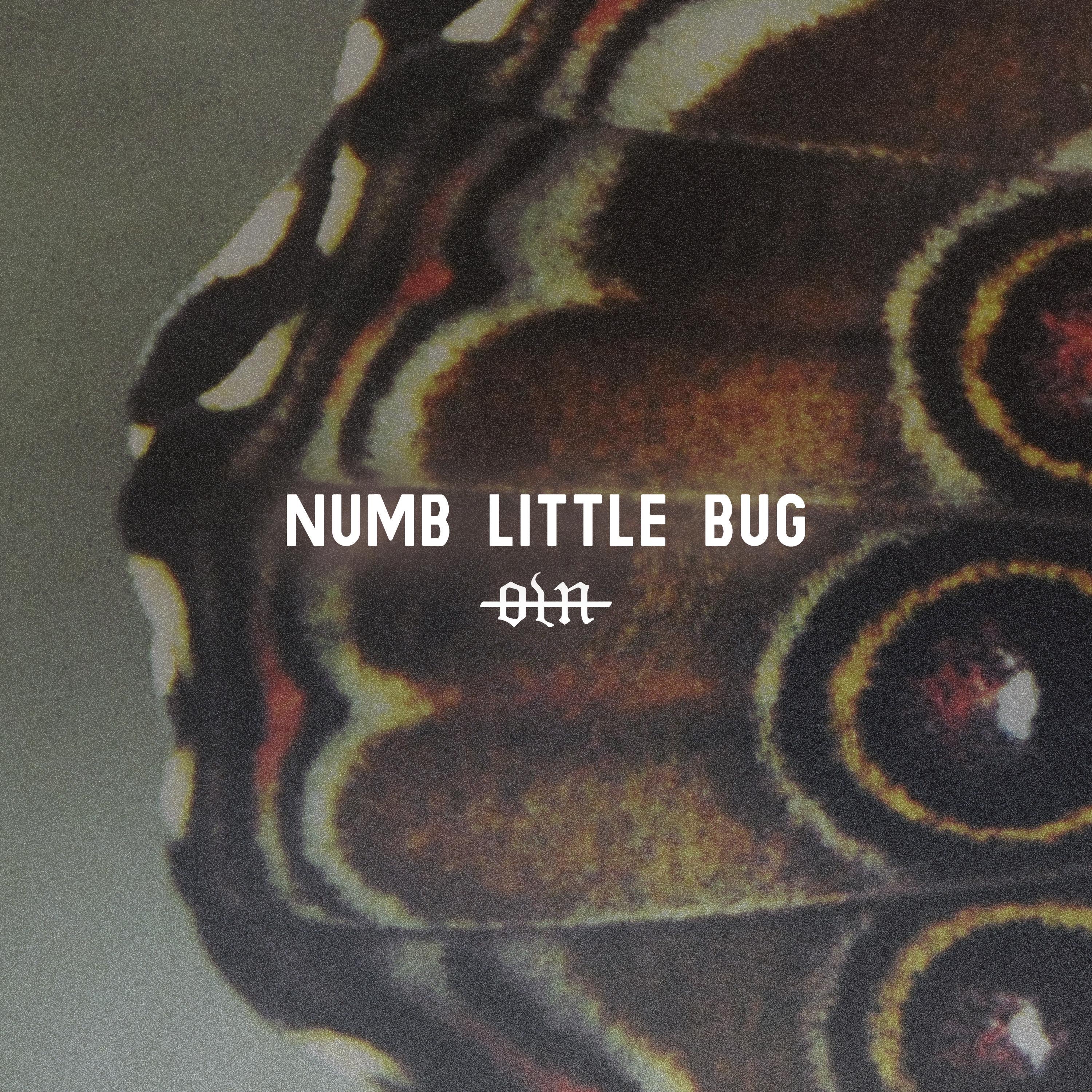 Numb Little Bug - Single album cover