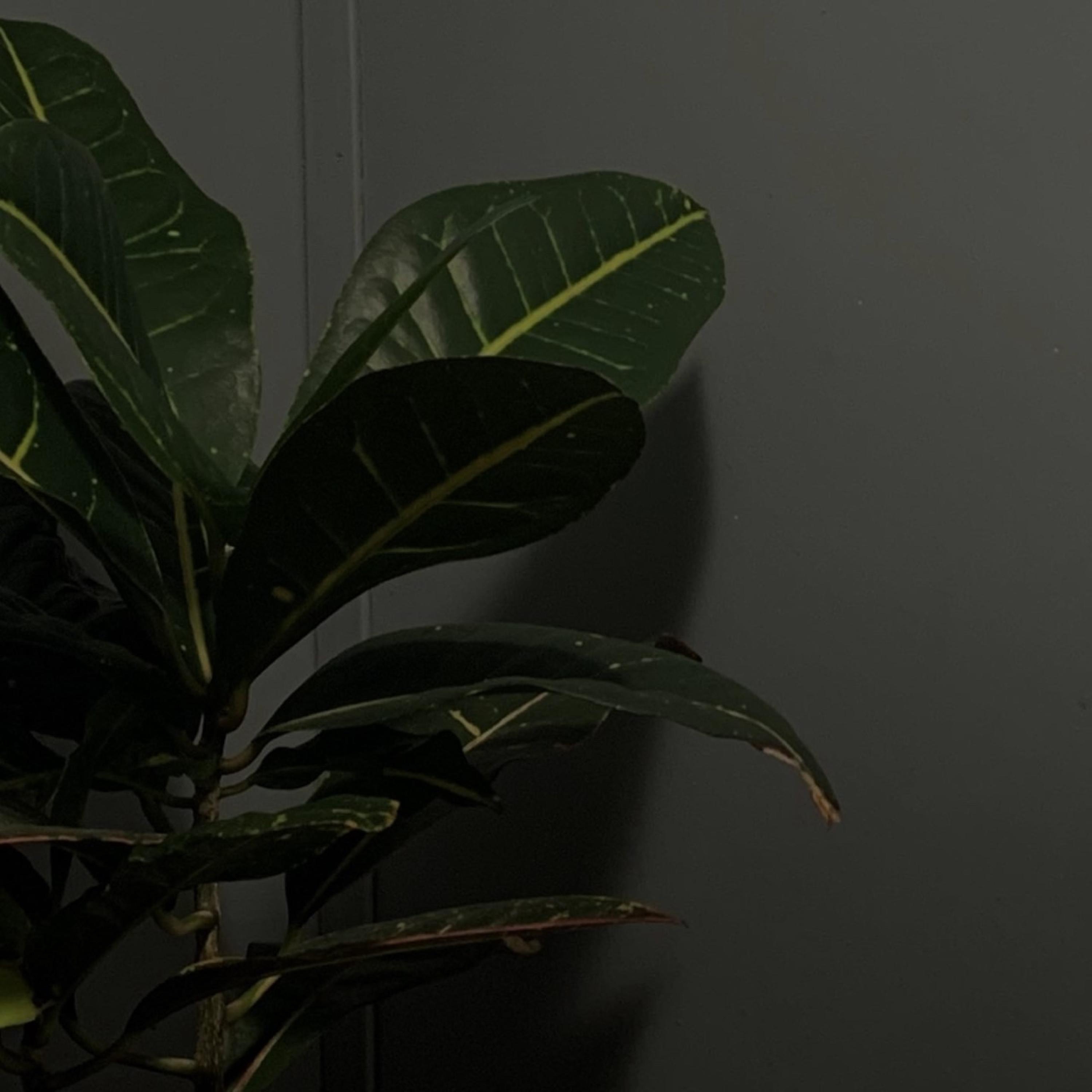 cdn - Single album cover