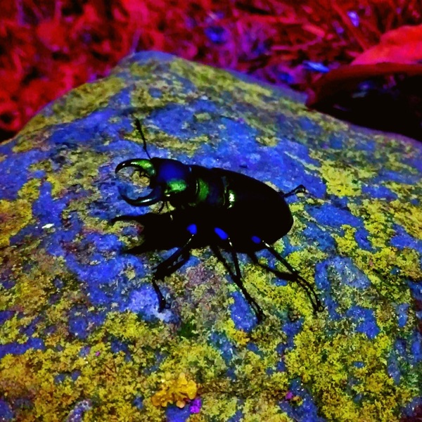 Massive Creature from a Far Away Planet album cover