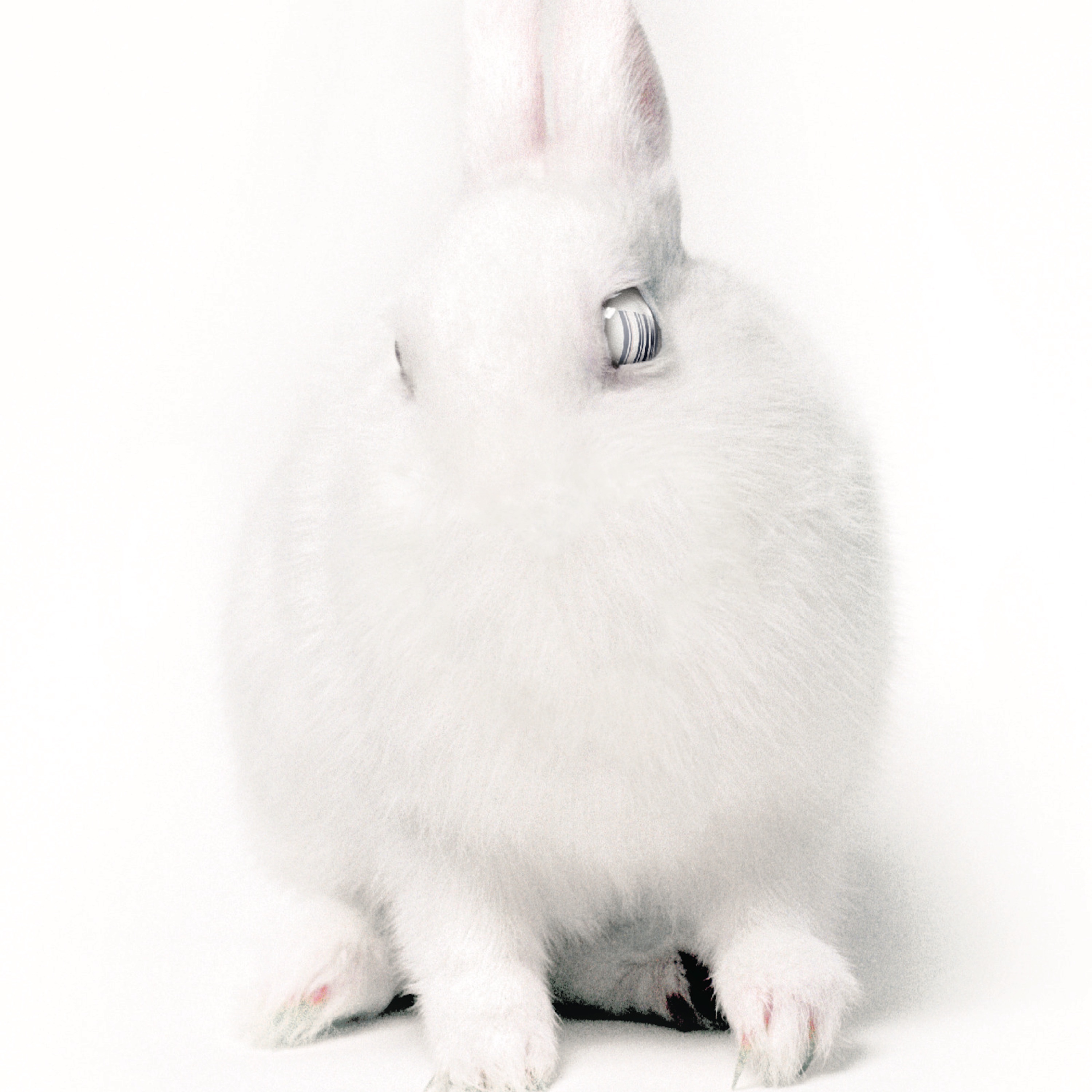 White Lies album cover