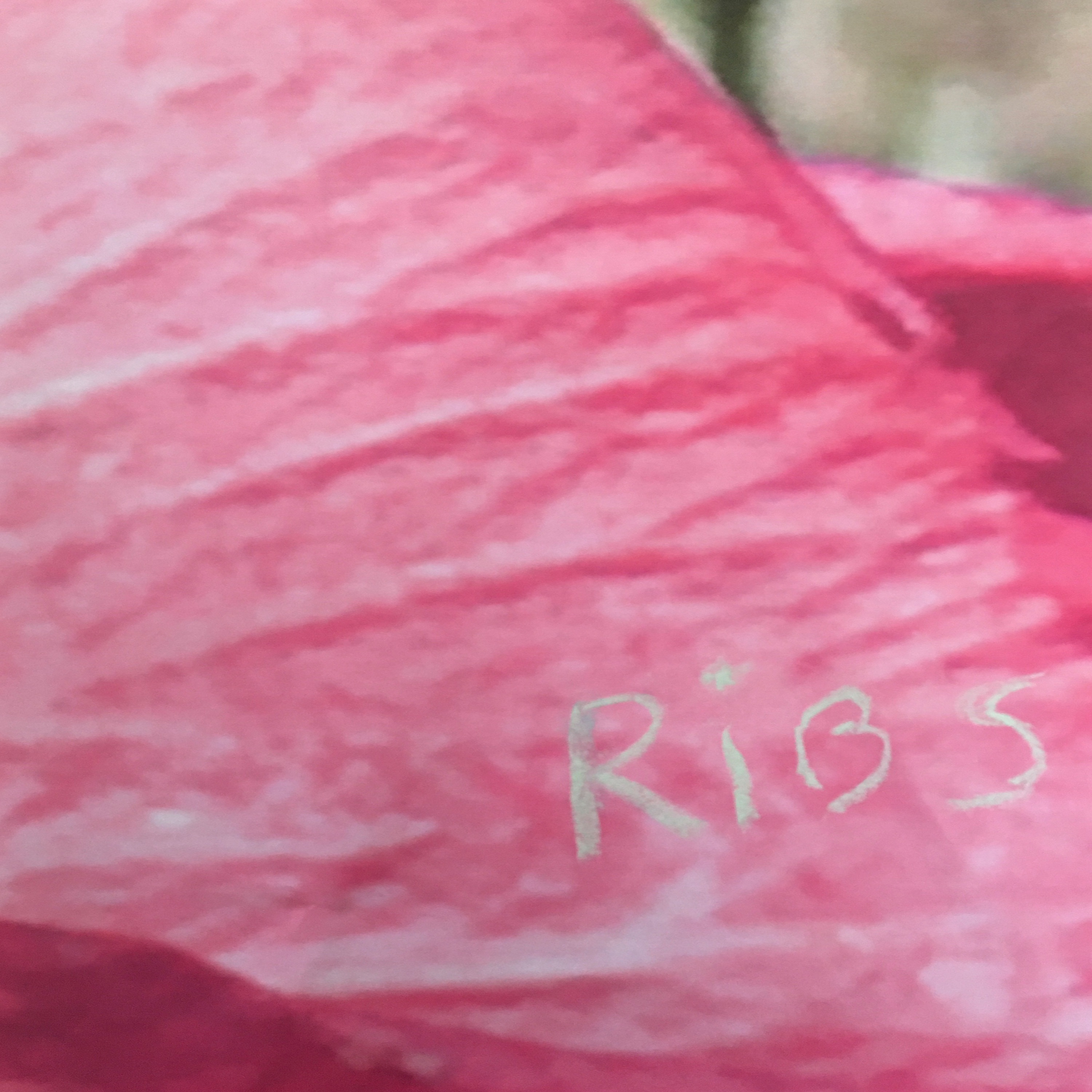Ribs - Single album cover