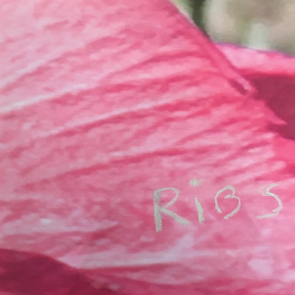 Ribs - Single album cover