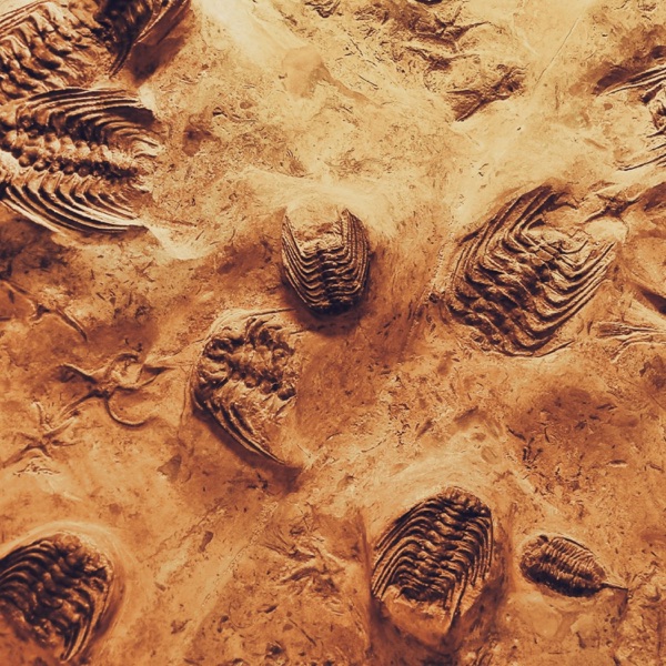 Wood Hard - Single album cover