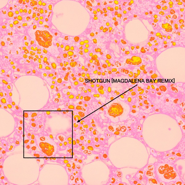 Shotgun (Magdalena Bay Remix) - Single album cover