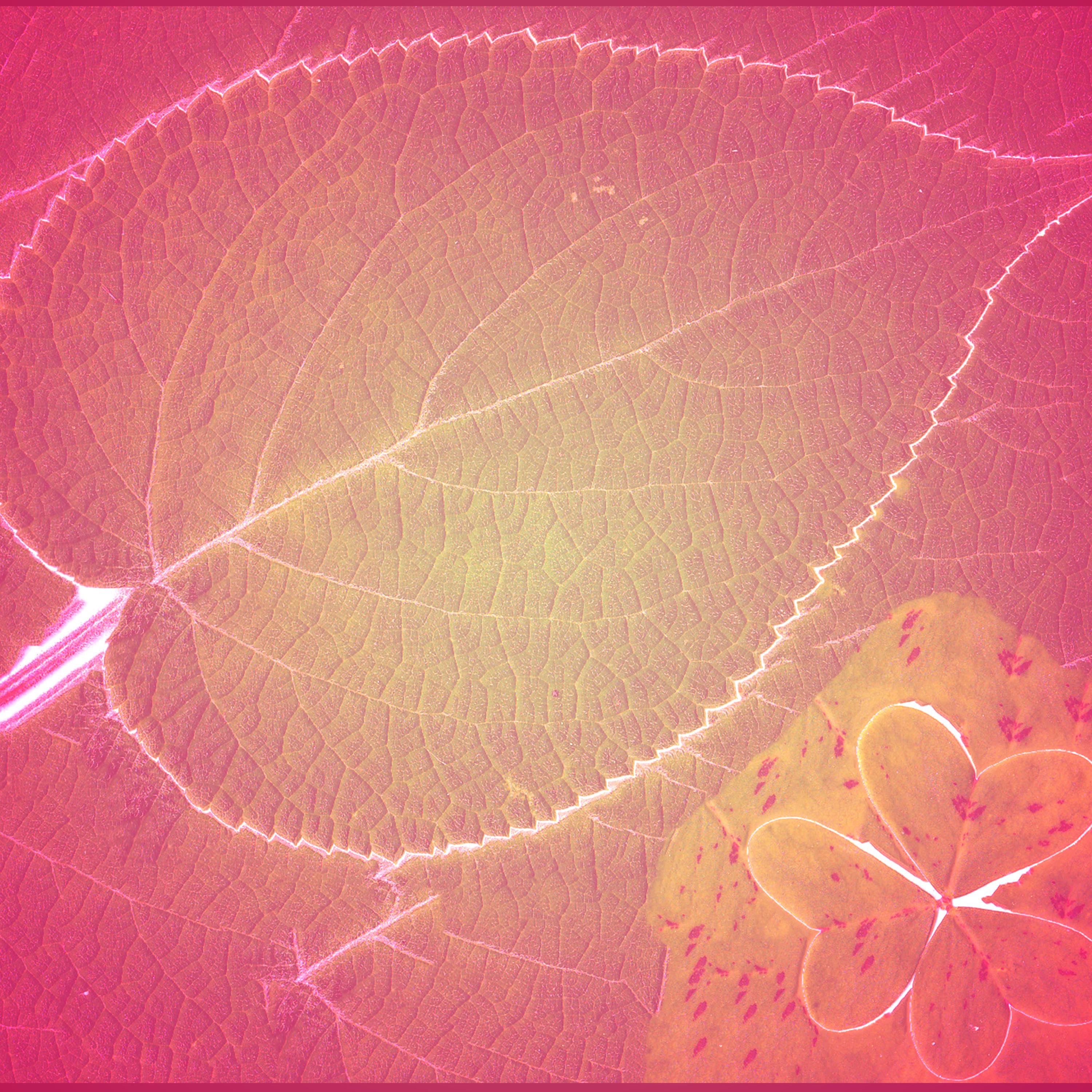 Seek the World - Single album cover