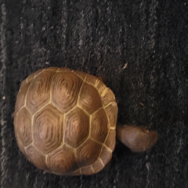 We Saw Mad Turtles - EP album cover