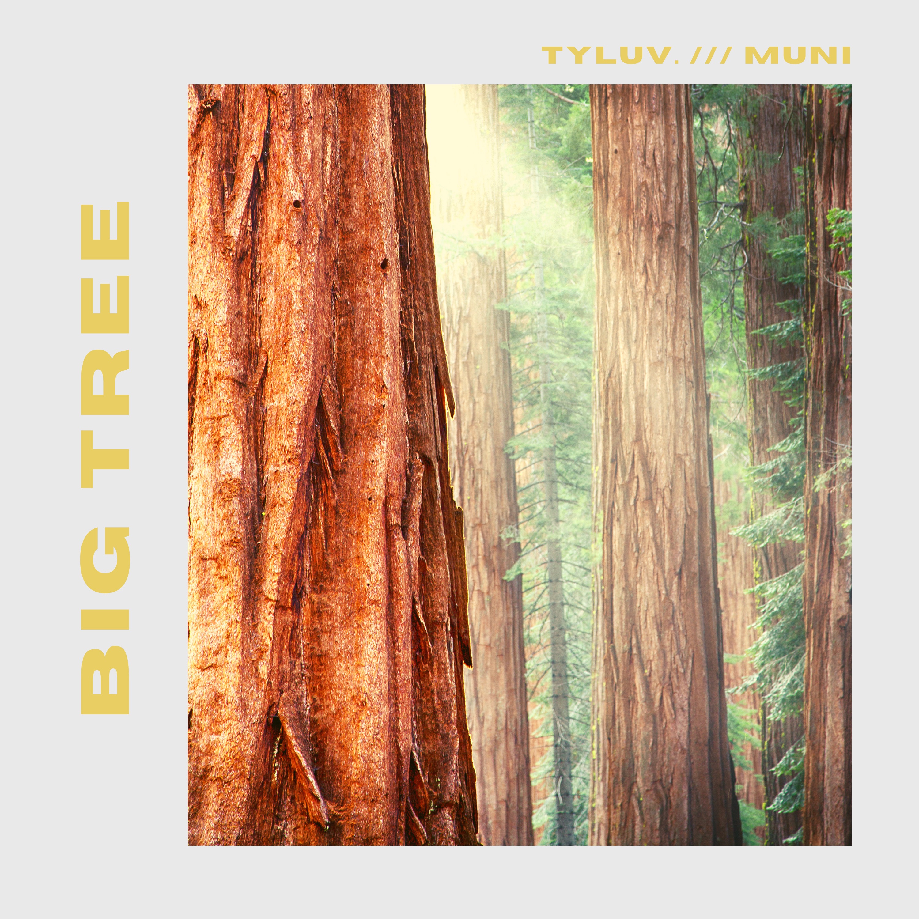 Big Tree - Single album cover