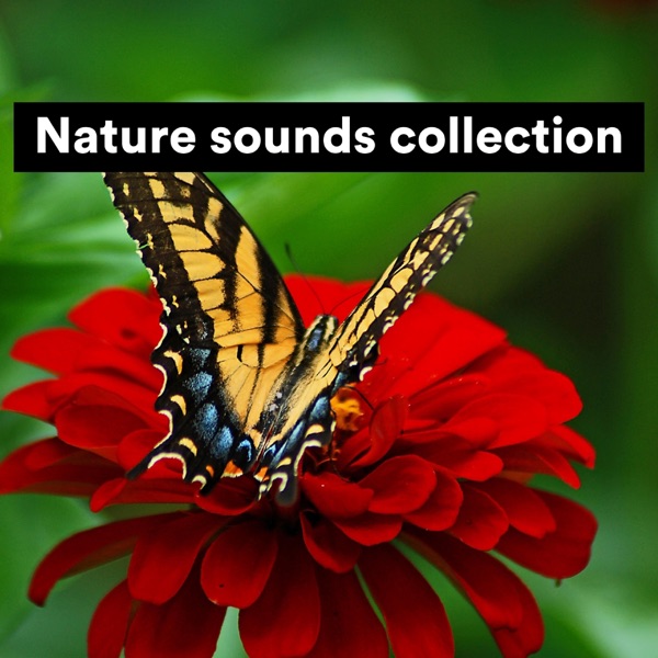 Nature Sounds Collection album cover