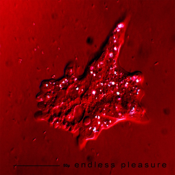 Endless Pleasure - Single album cover