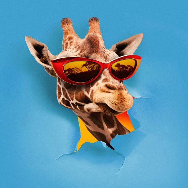 Jambo - Single album cover