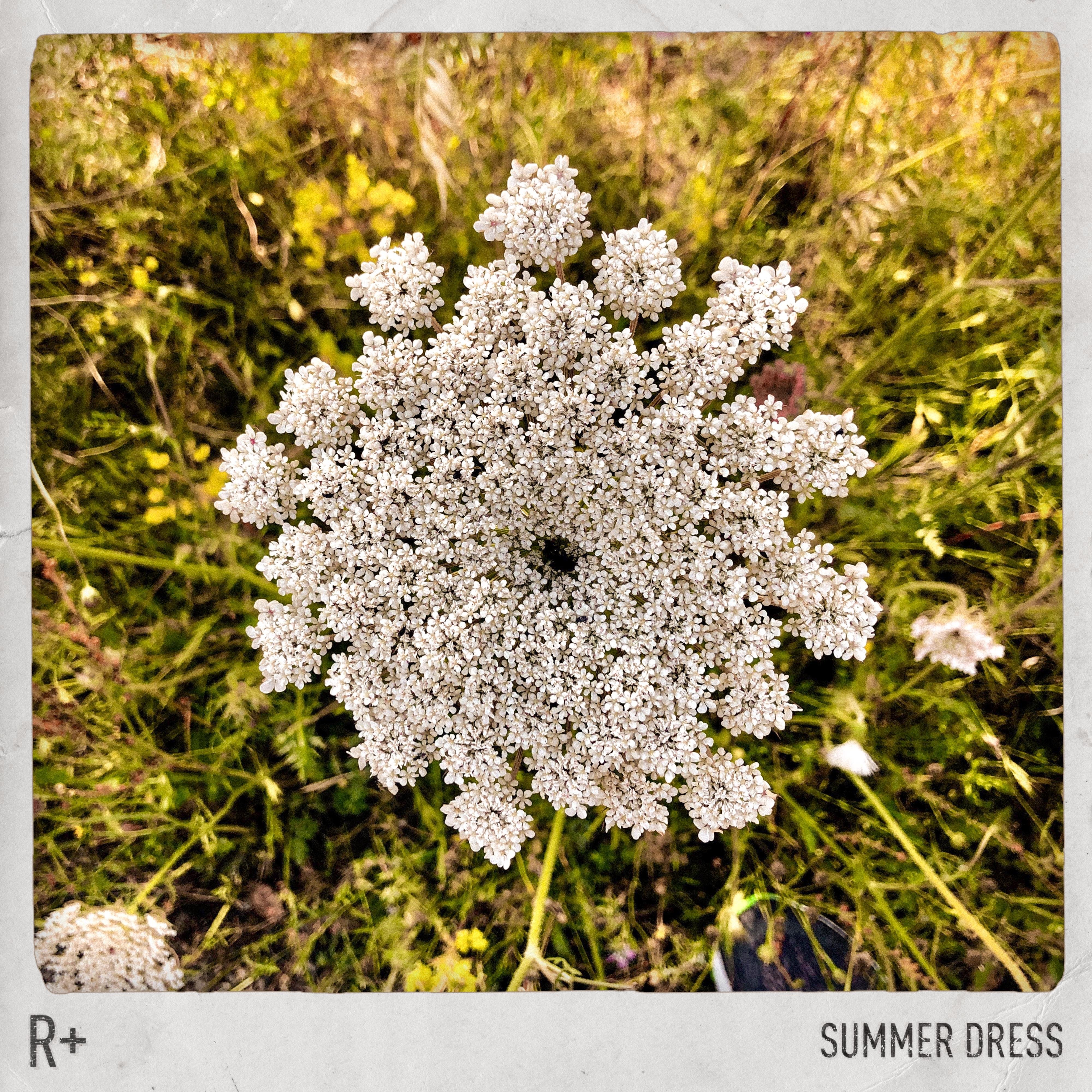 Summer Dress - Single album cover