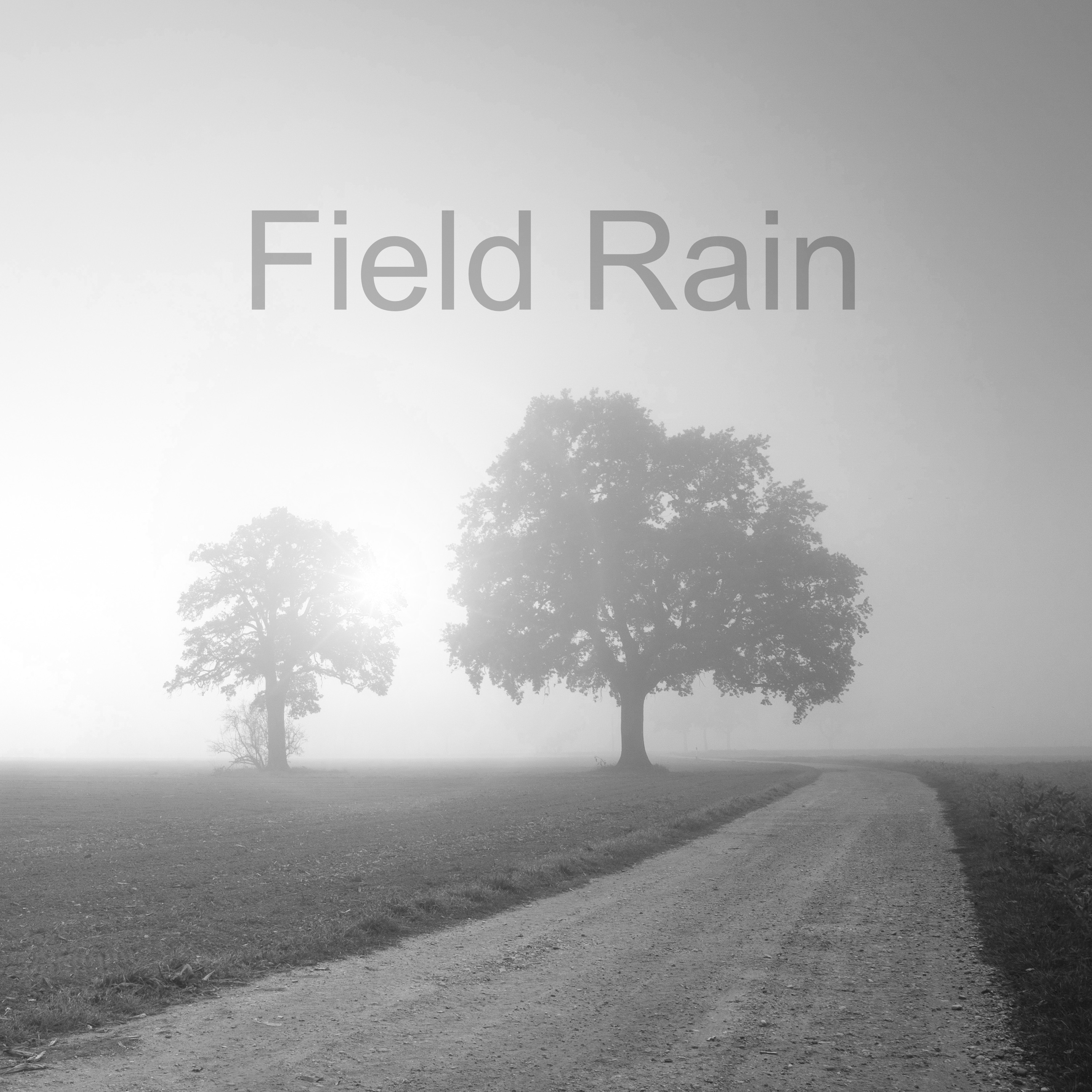 Field Rain album cover