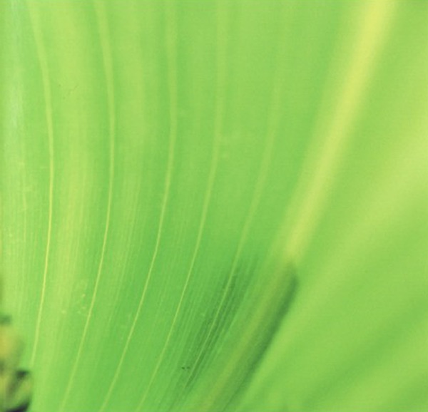 Wandering Toward What Was Unsaid - EP album cover