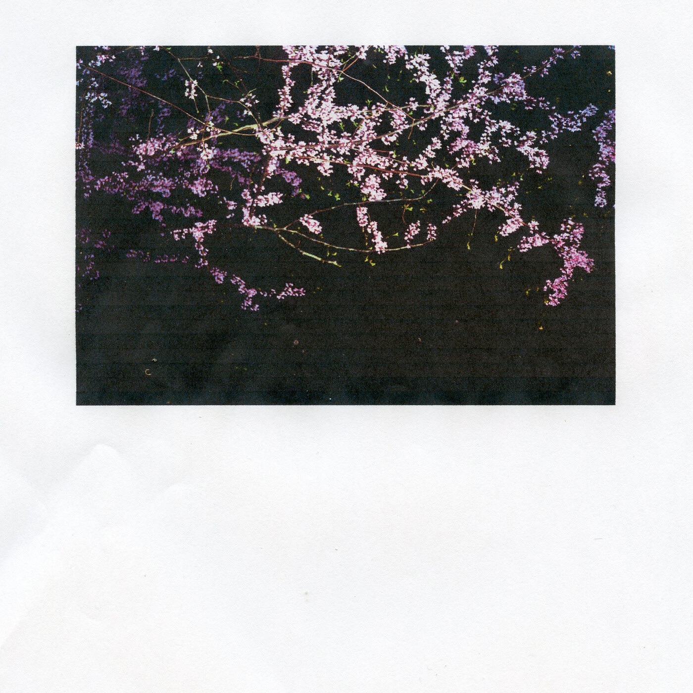 Blackberries / My Angel Crying In the Rose Room - Single album cover