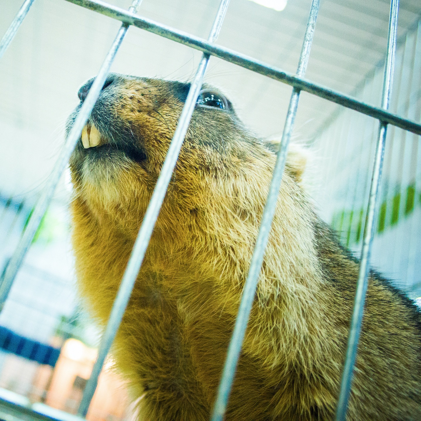 BEAVER CAGE - Single album cover