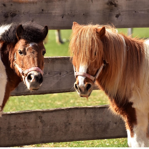 Folk? - Single album cover