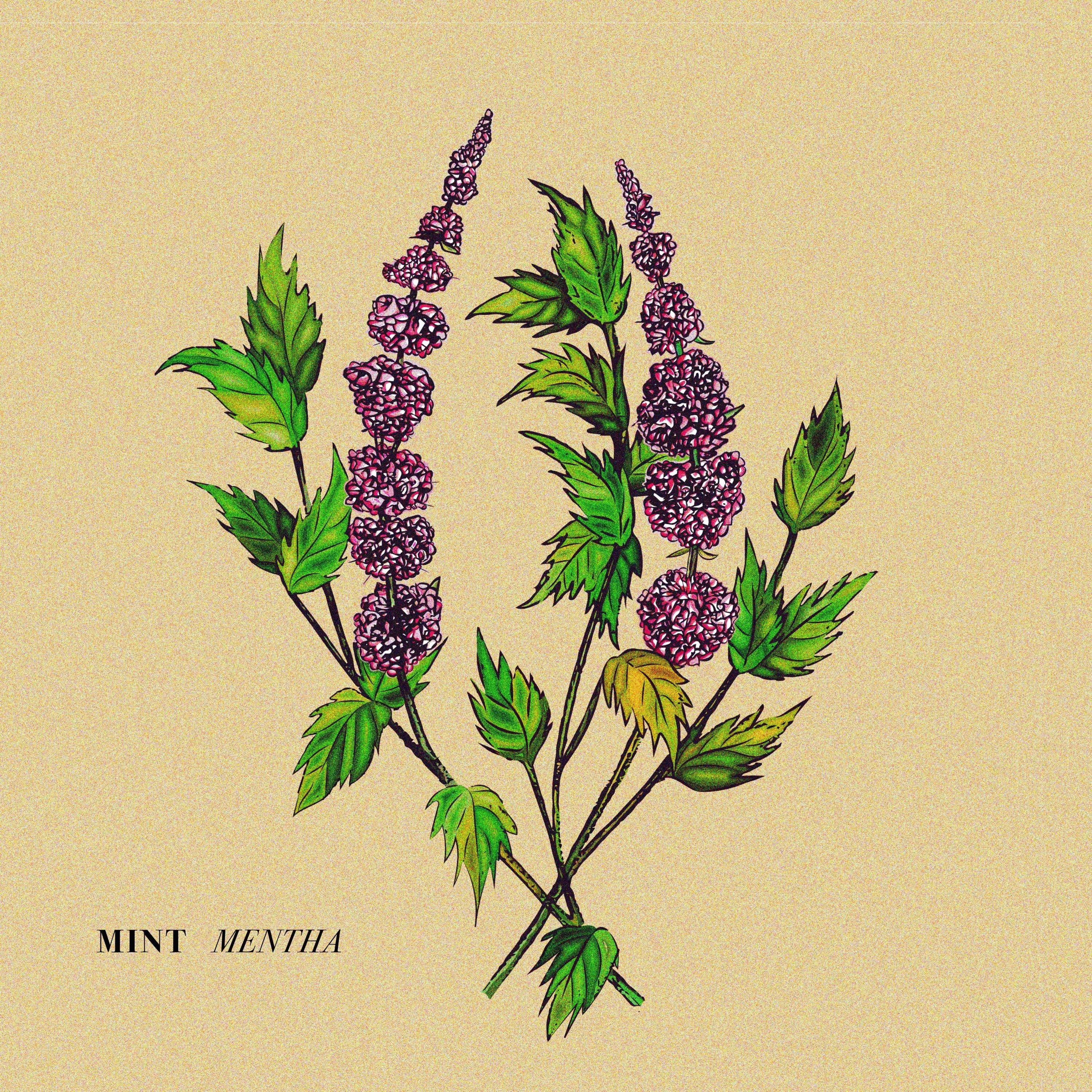 Mentha album cover