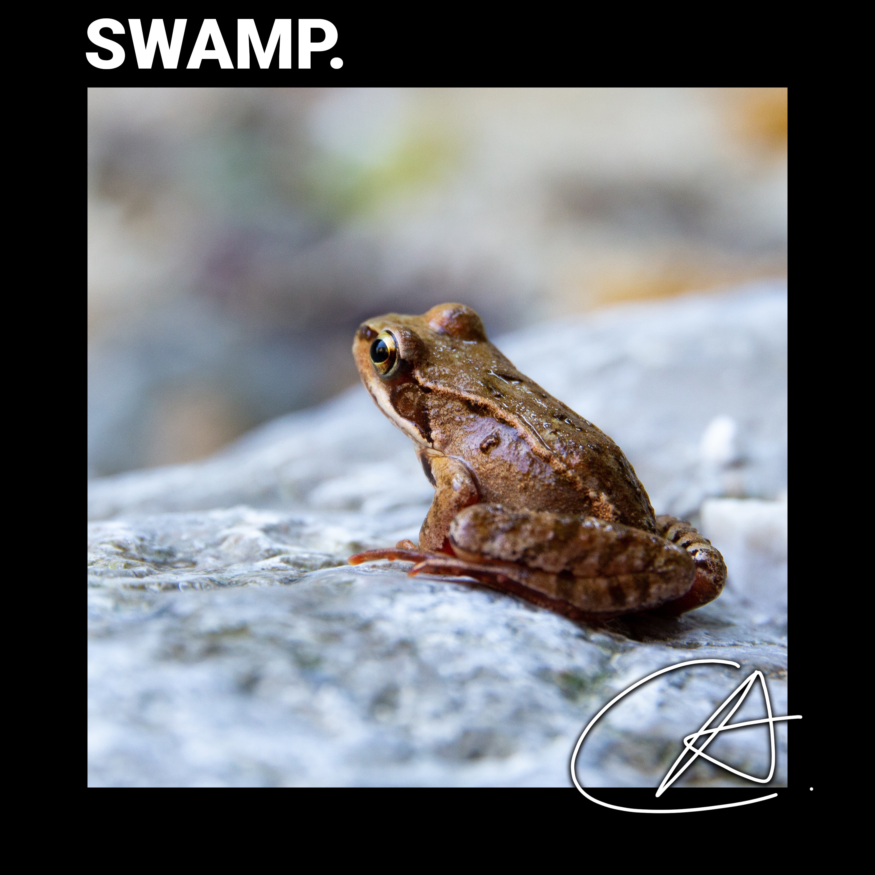 Real Frogs in the Swamp Sounds album cover