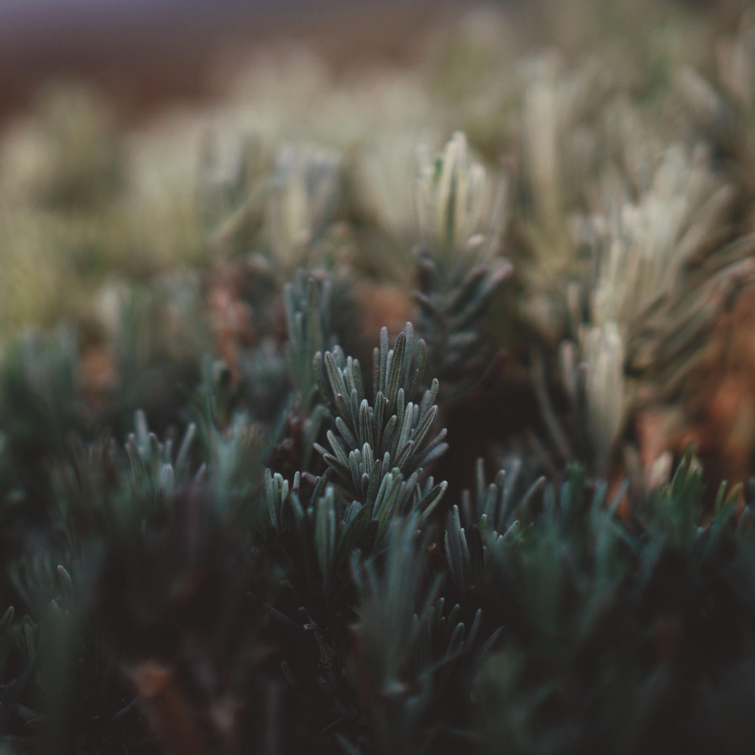 Dziva - Single album cover