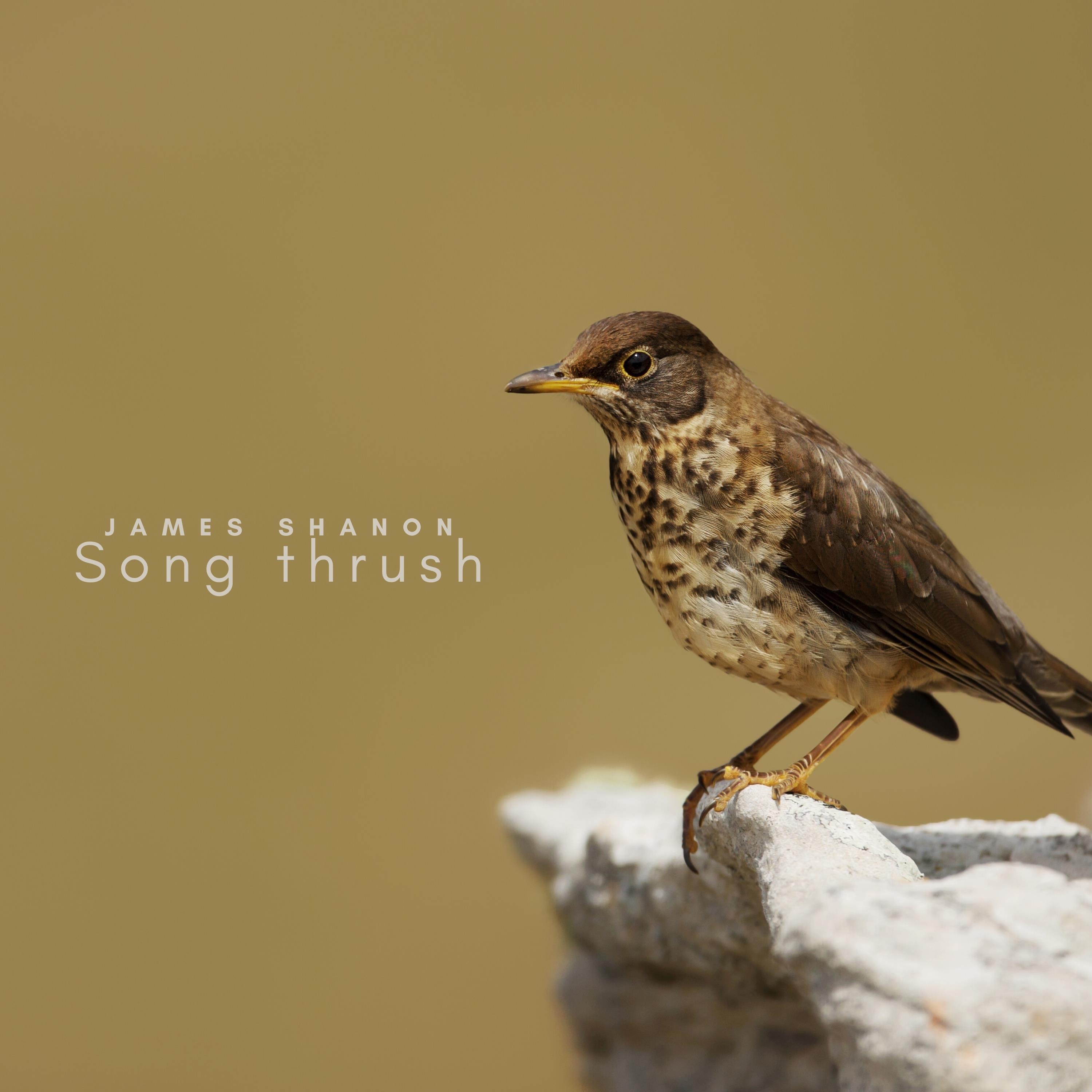 Song Thrush - Single album cover